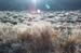 Flora - Desert Ice Plants