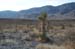 Flora - Tree Cactus1
