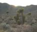 Flora - Tree Cactus2