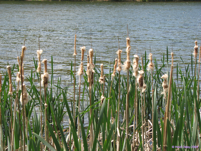 French-Creek013