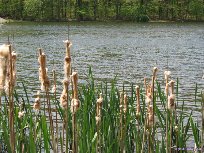 French-Creek014