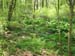 French-Creek011