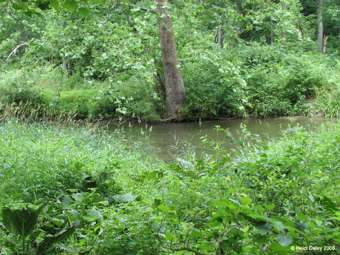 GunPowderFalls6-29-08 -015
