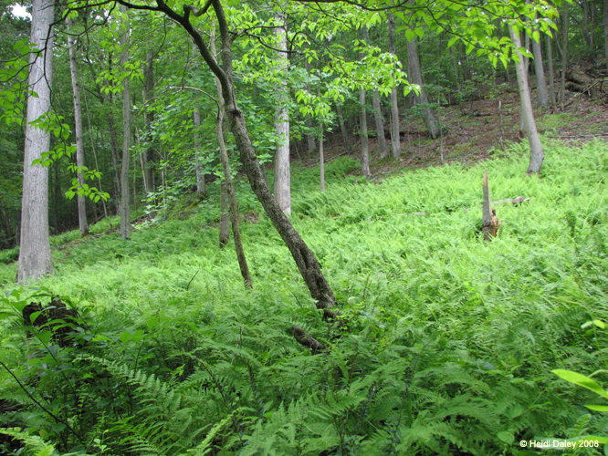 GunPowderFalls6-29-08 -016-1