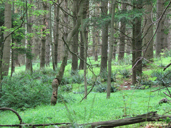 GunPowderFalls6-29-08 -017-1