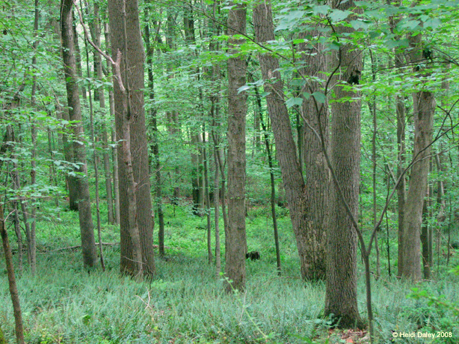 GunPowderFalls6-29-08 -019-1