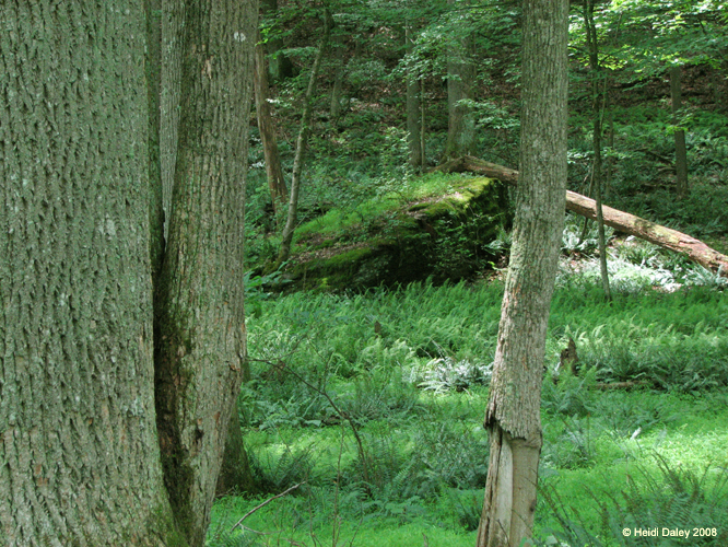 GunPowderFalls6-29-08 -020-1