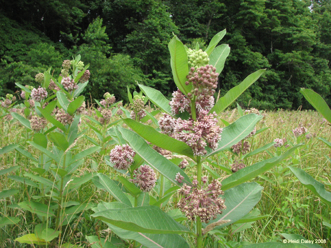 GunPowderFalls6-29-08 -025