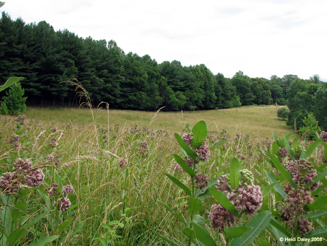 GunPowderFalls6-29-08 -026-1