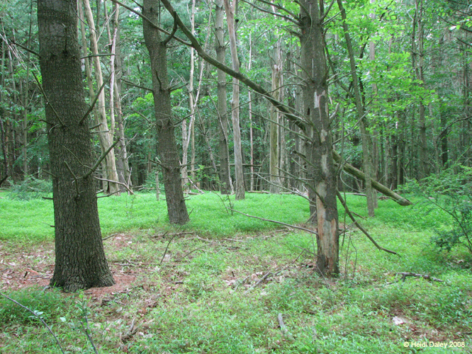 GunPowderFalls6-29-08 -027-1
