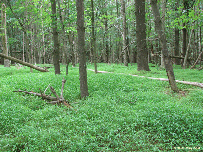 GunPowderFalls6-29-08 -028-1