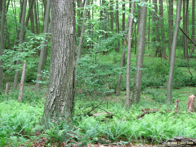 GunPowderFalls6-29-08 -033-1