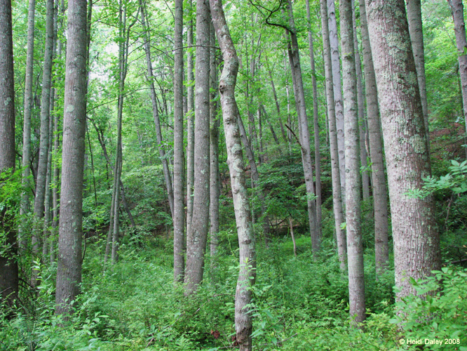 GunPowderFalls6-29-08 -044-1