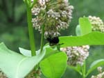 GunPowderFalls6-29-08 -014