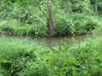 GunPowderFalls6-29-08 -015