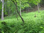 GunPowderFalls6-29-08 -016-1