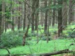 GunPowderFalls6-29-08 -017-1