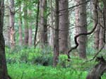 GunPowderFalls6-29-08 -018-1