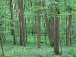 GunPowderFalls6-29-08 -019-1