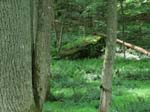 GunPowderFalls6-29-08 -020-1