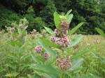 GunPowderFalls6-29-08 -025