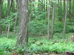GunPowderFalls6-29-08 -033-1