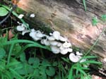 GunPowderFalls6-29-08 -037