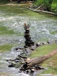 GunPowderFalls6-29-08 -043
