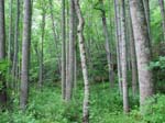 GunPowderFalls6-29-08 -044-1