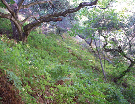 GR Fern Trail