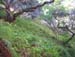GR Fern Trail