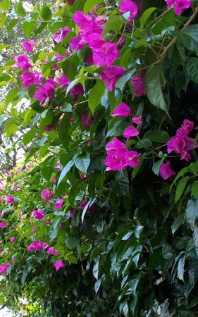Garden 2