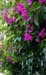 Garden 2