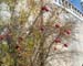 Pomogranets