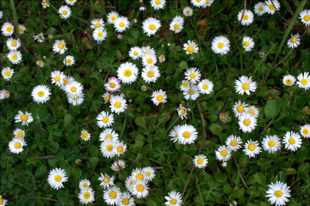 Asters