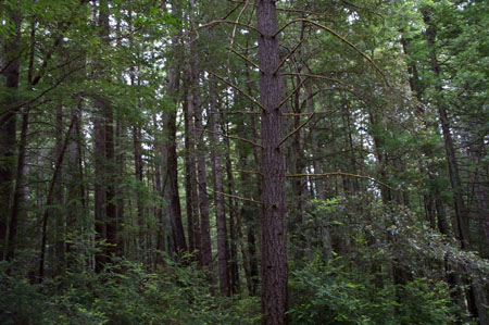 Camp View