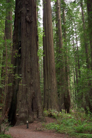 Founder's Grove 1
