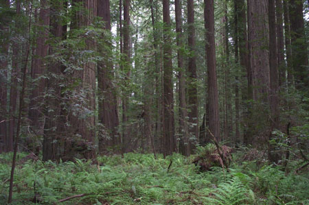Founder's Grove 2
