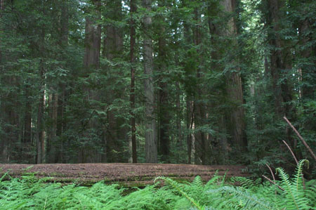 Founder's Grove 3