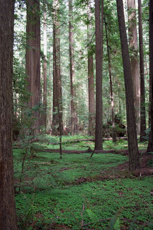 Founder's Grove 4
