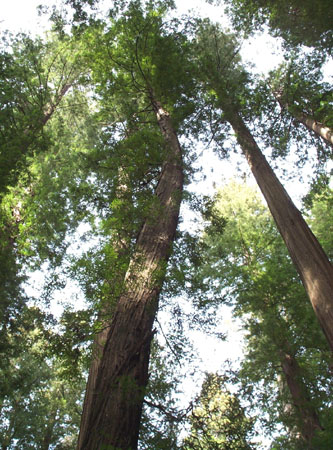 Founder's Grove 5