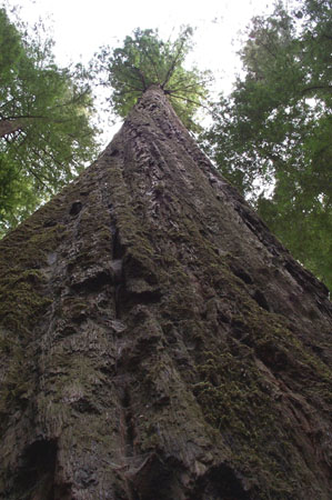 Founder's Tree Close Up
