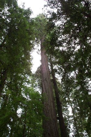 Founder's Tree