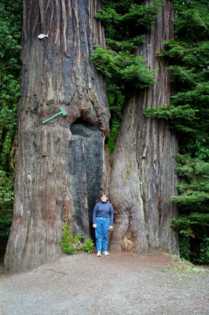 Heidi at Immortal Tree