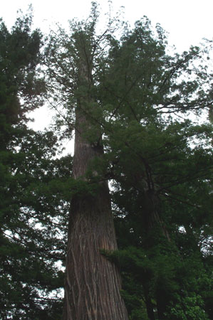 Immortal Tree Top