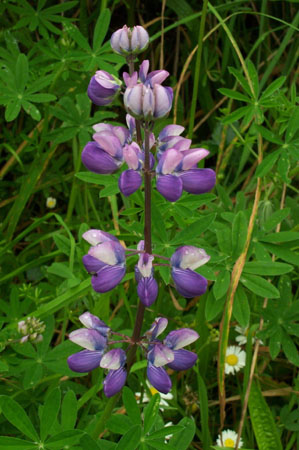 Lupine