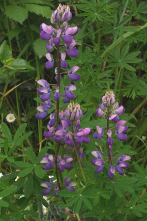 Lupines