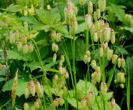 March Flora 1