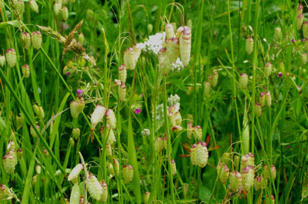 March Flora 2