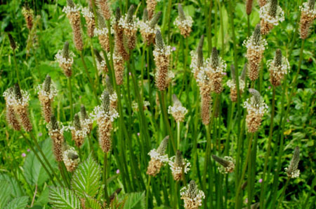 March Flora 4